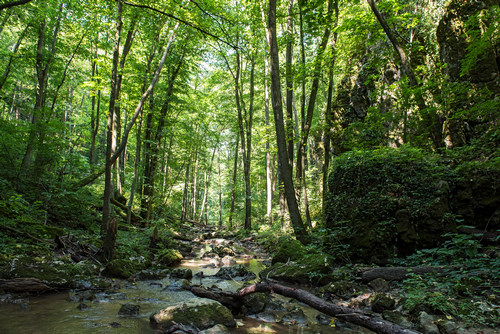 Erdk Nemzetkzi Napja